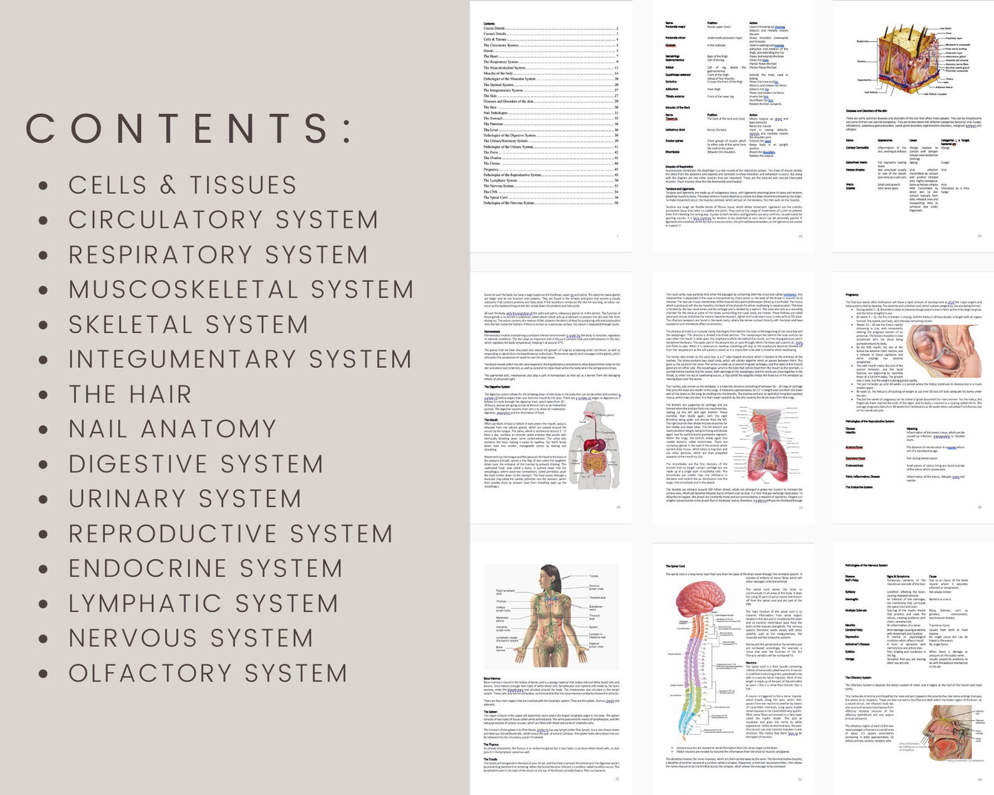 Anatomy & Physiology Editable Training Manual